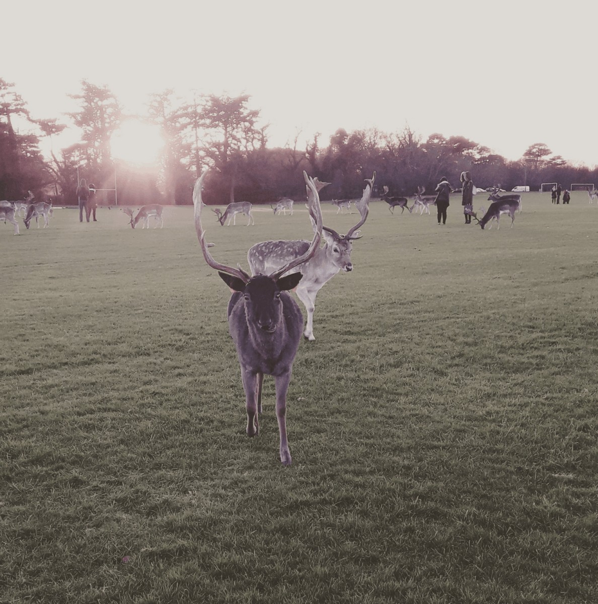 Venados en el parque de Dublin