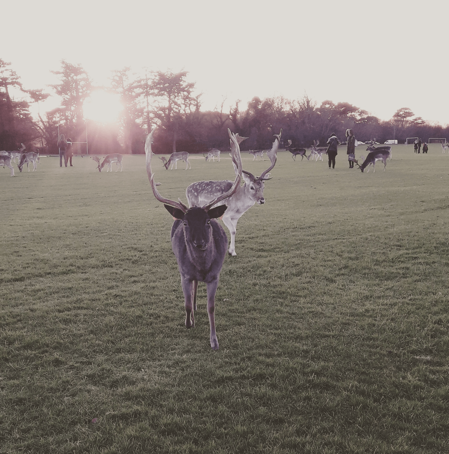 Venados en el parque de Dublin