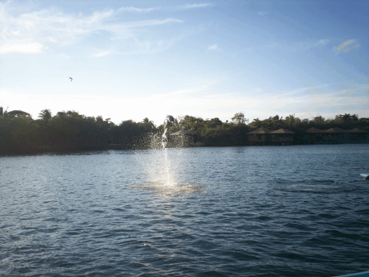 Encuentro con Delfines