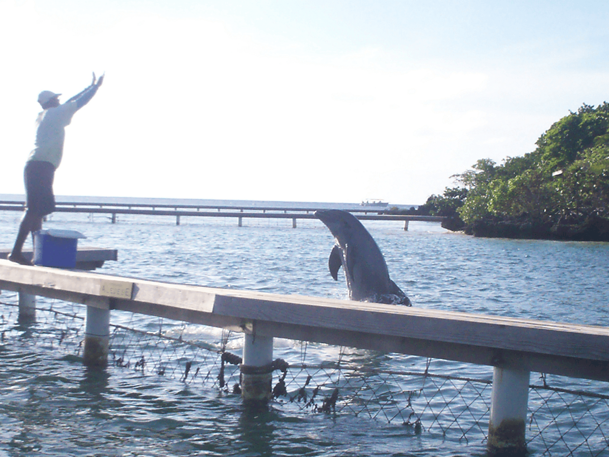 Encuentro con Delfines
