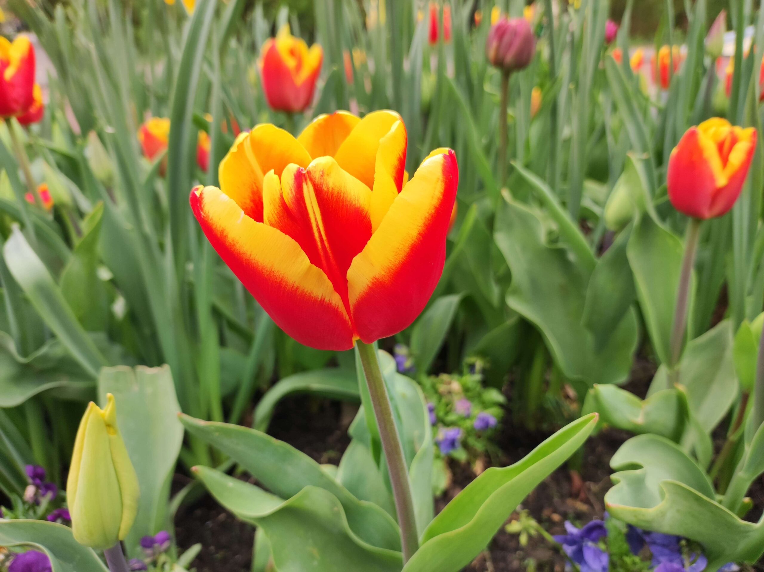 Visitar Zaandam en Holanda