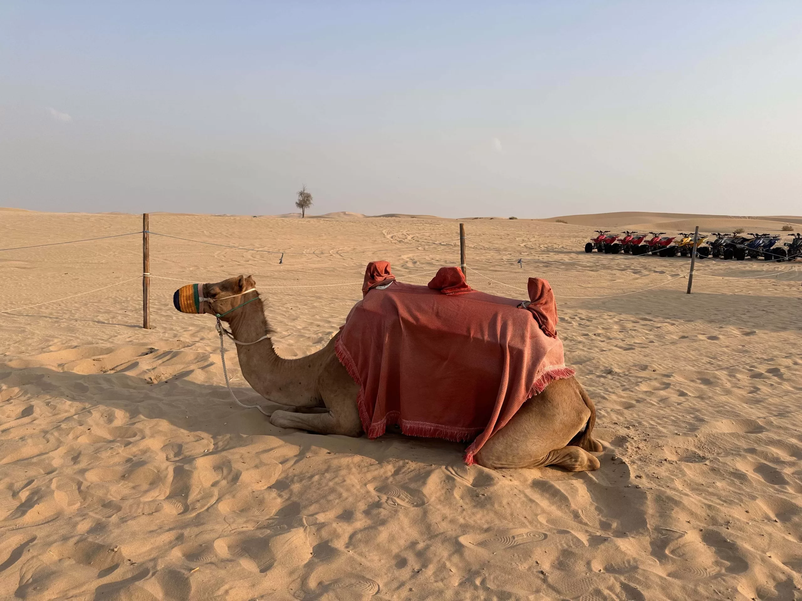 Paseos en Camello en los Emiratos Árabes Unidos