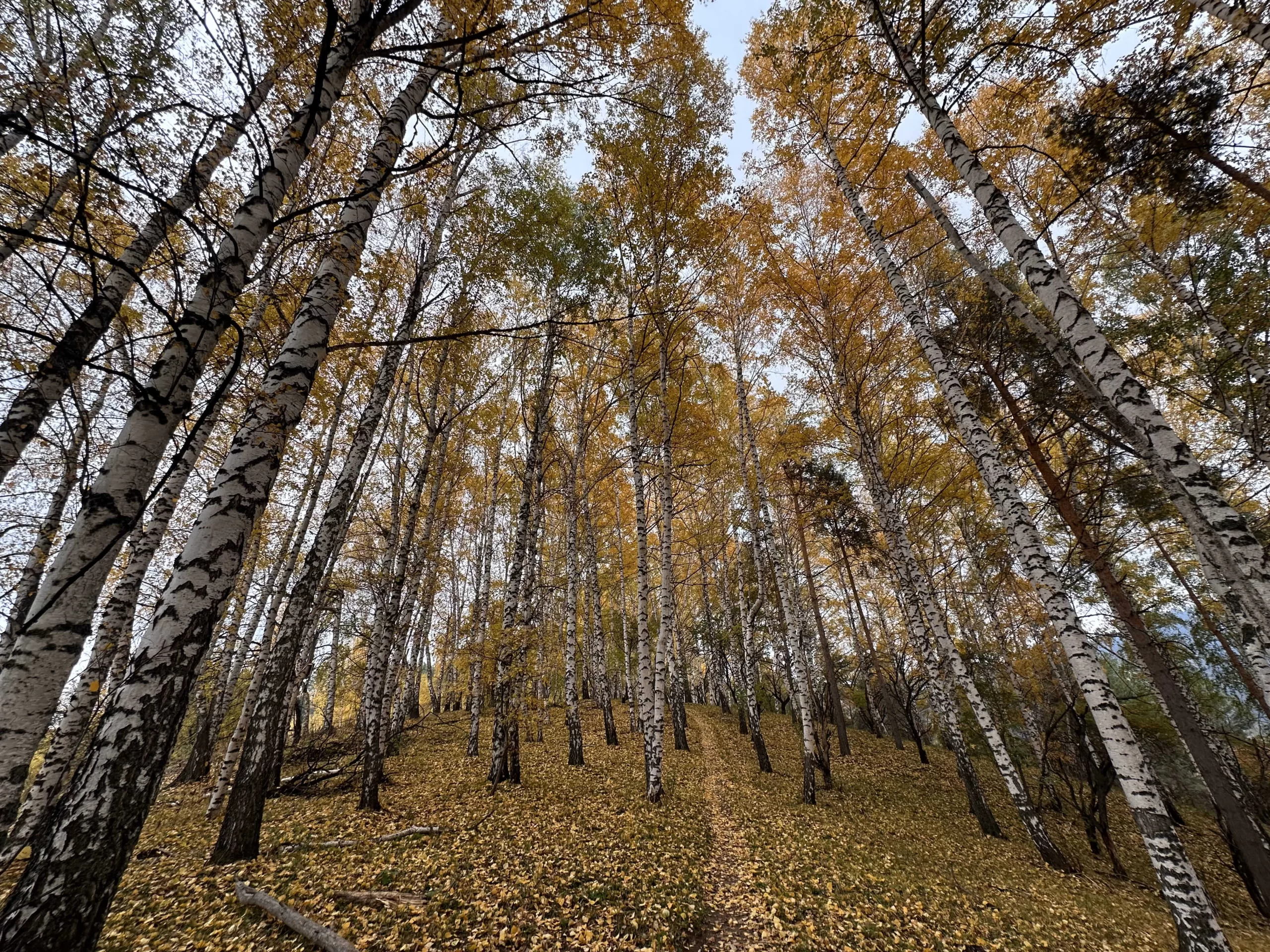 Paisajes de otoño en Kazajistán