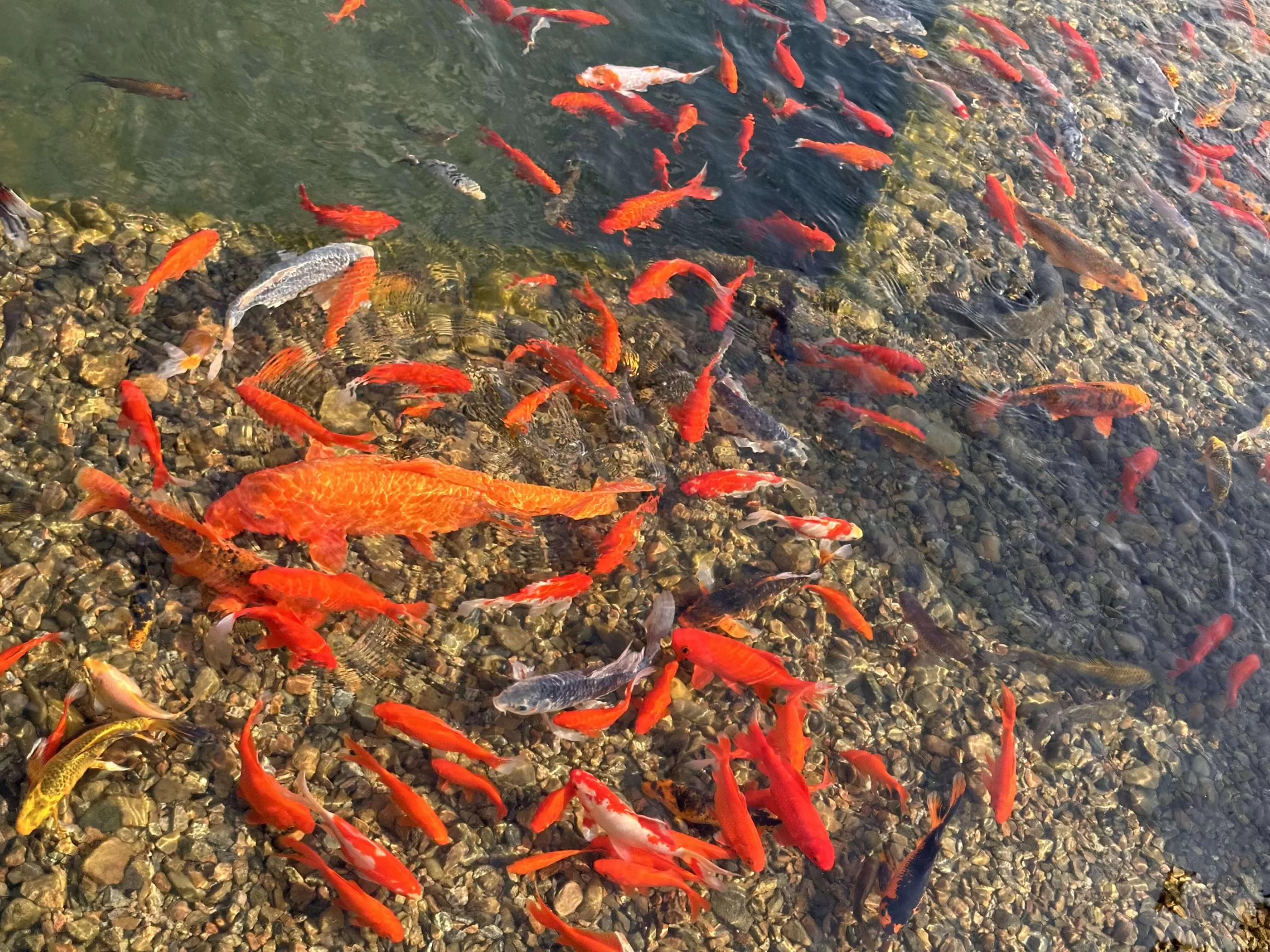 Peses en el tanque del jardín botánico