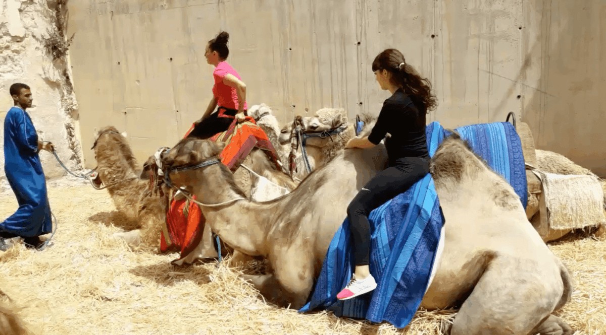 Camellos en la localidad