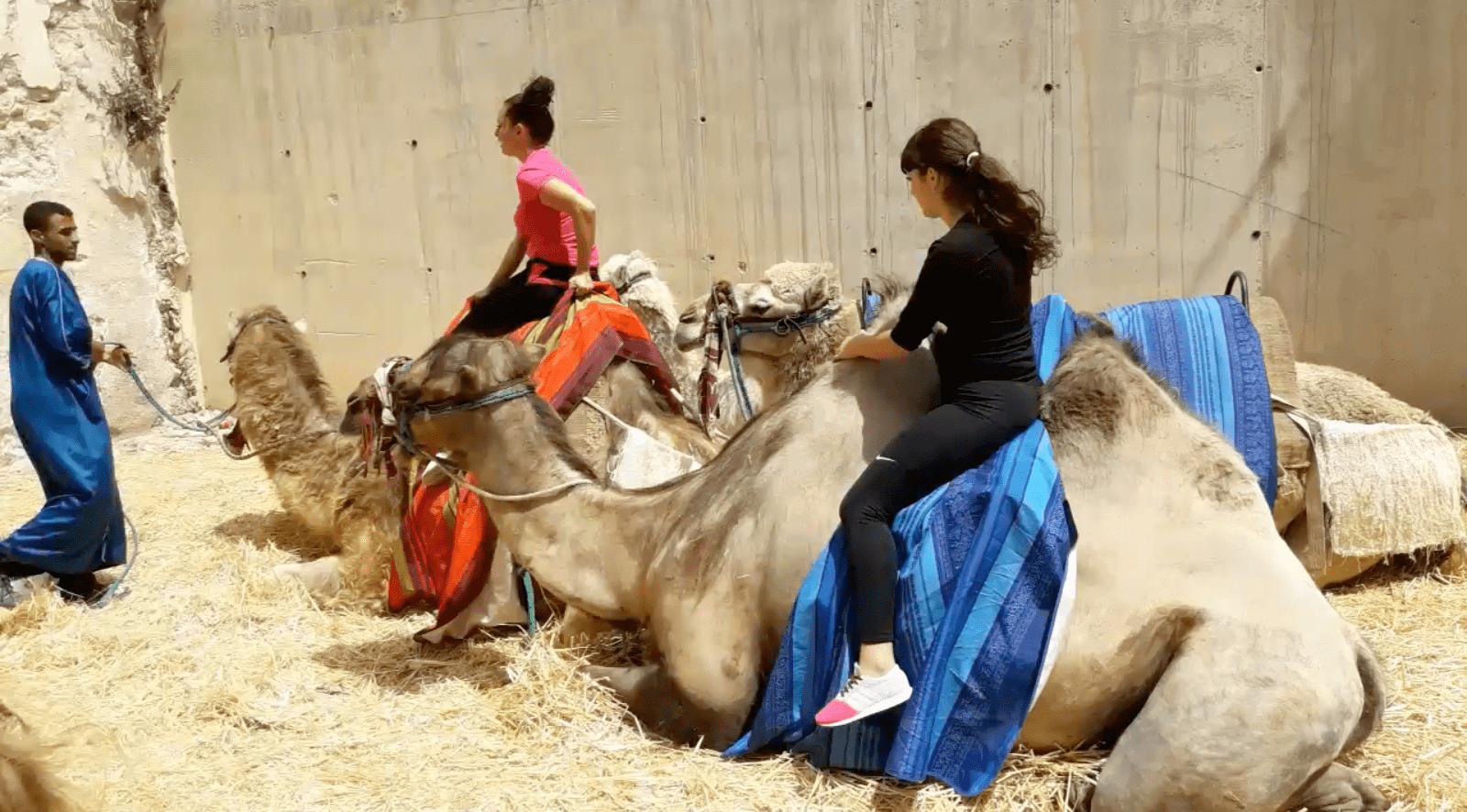 Camellos en la localidad