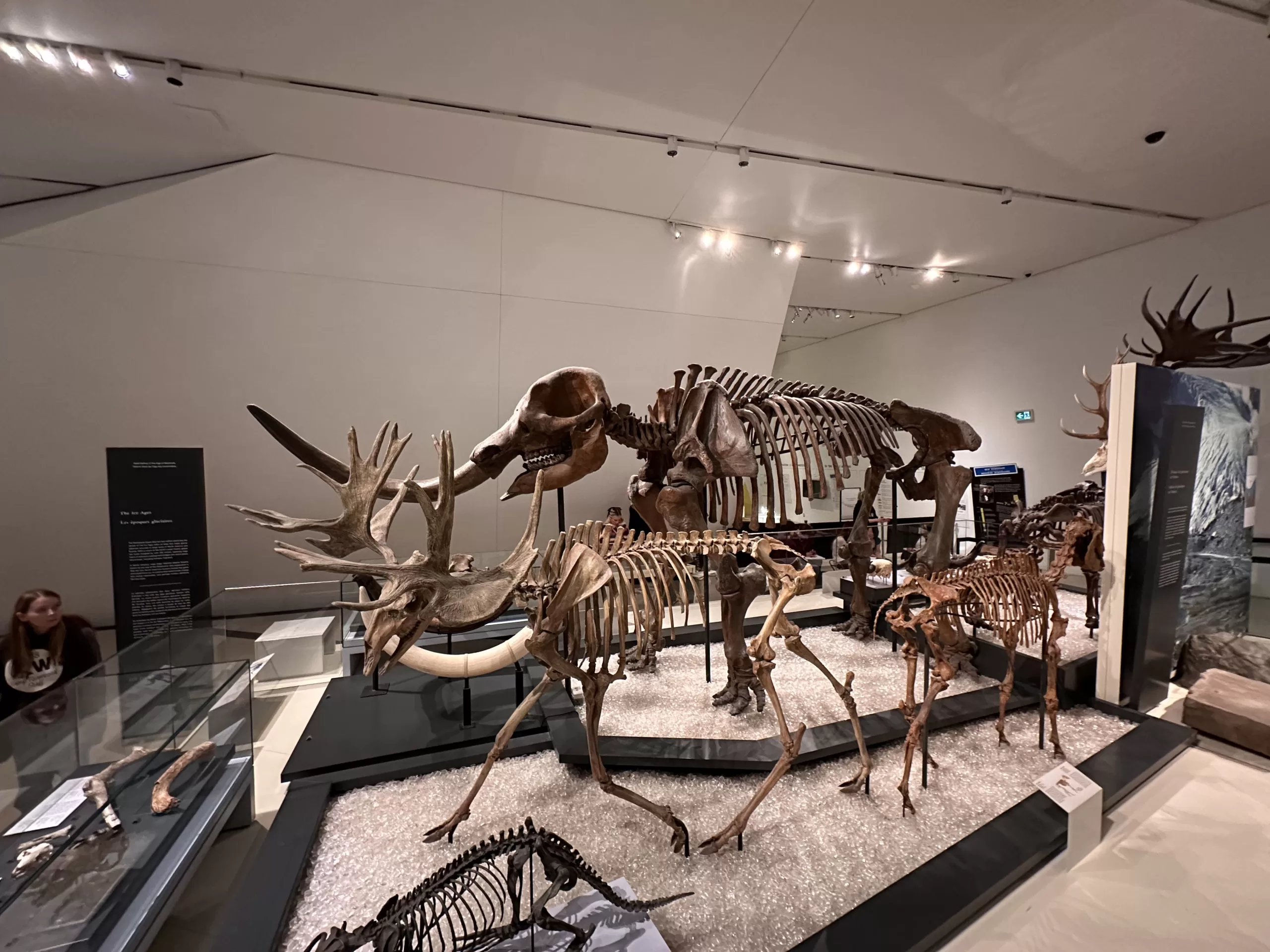 Fósiles de Dinosaurios en el Museo Real de Ontario (ROM)