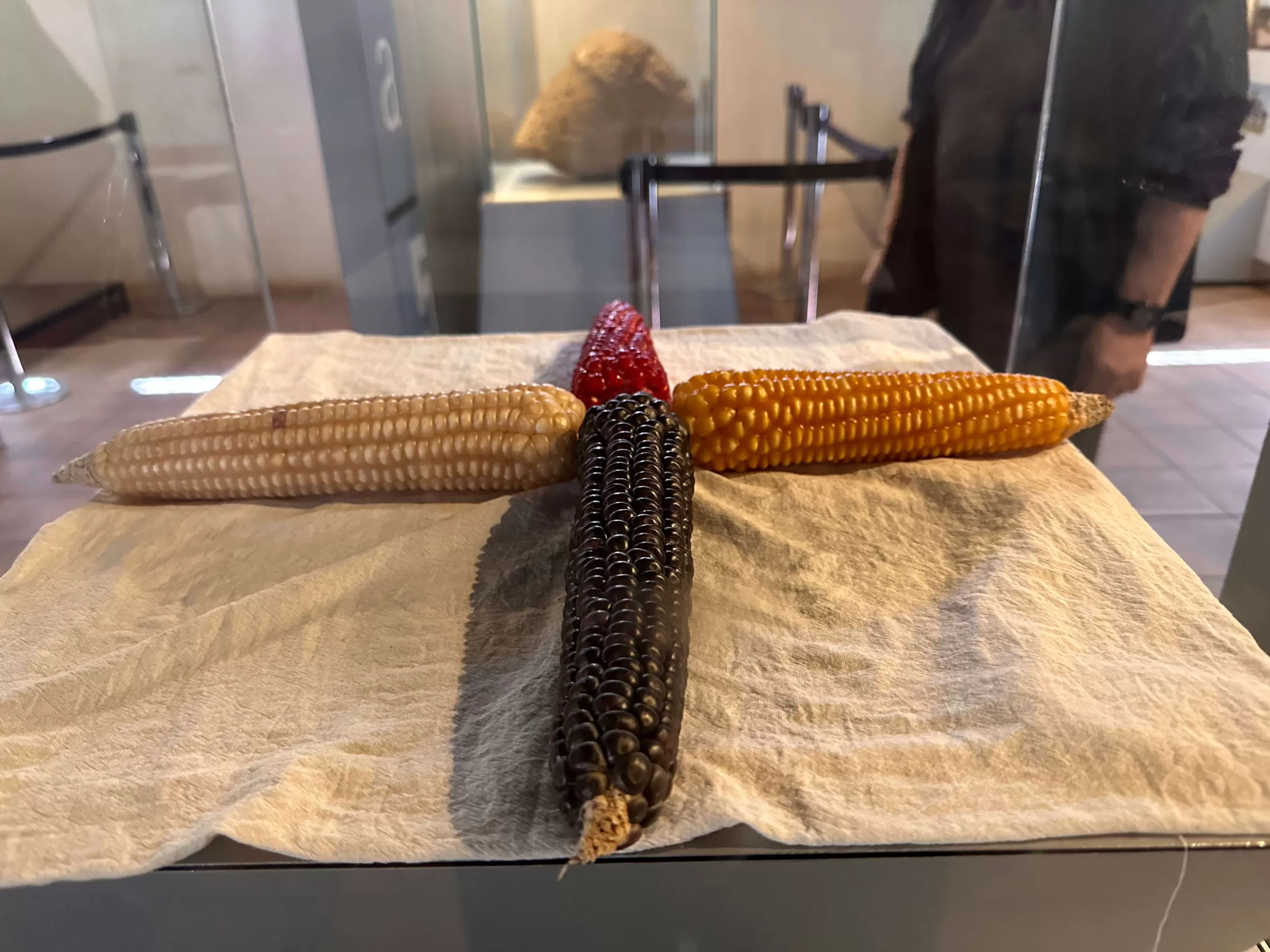 Elotes de colores en el museo