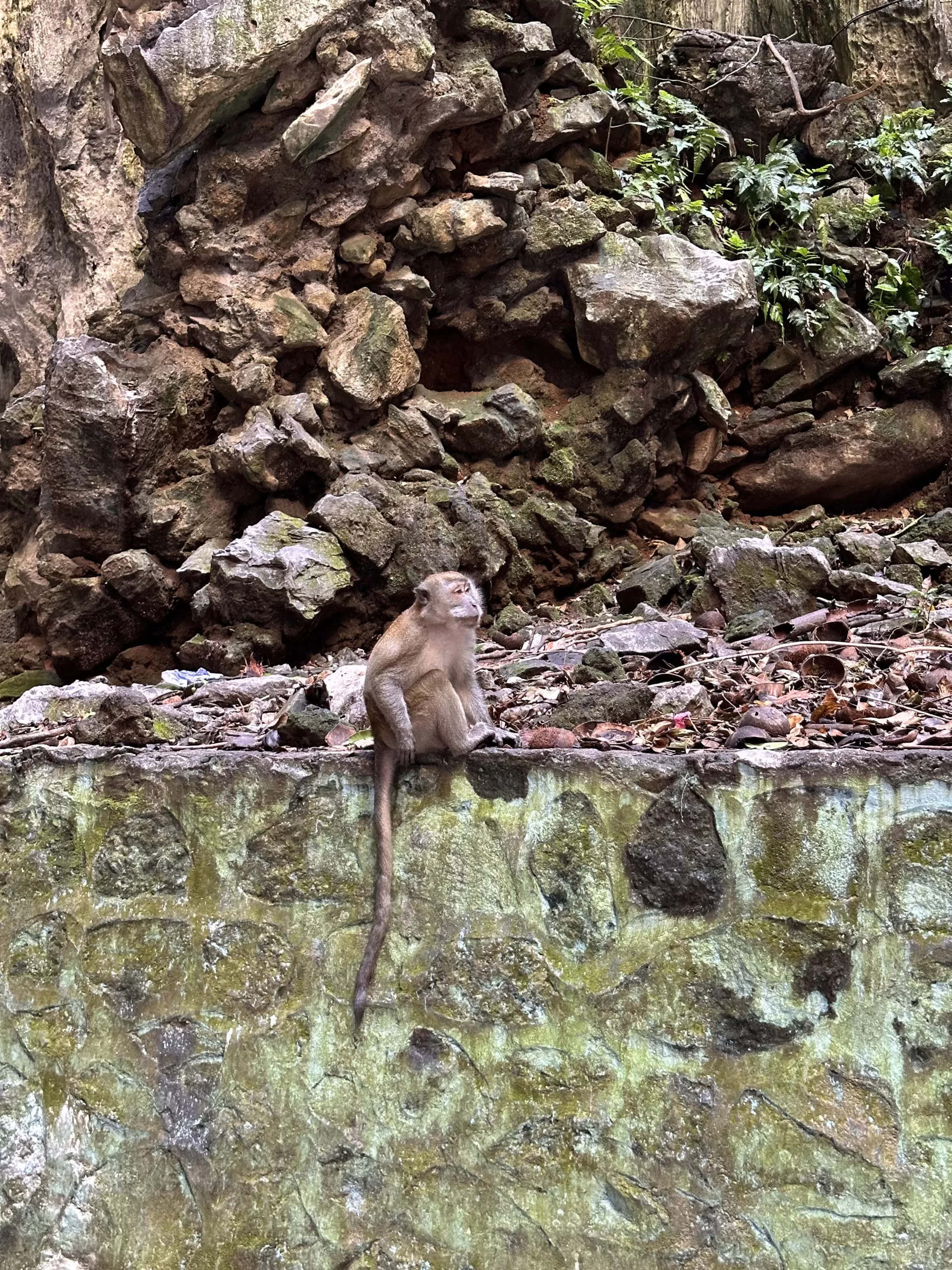 Monos en las Cuevas de Malasia