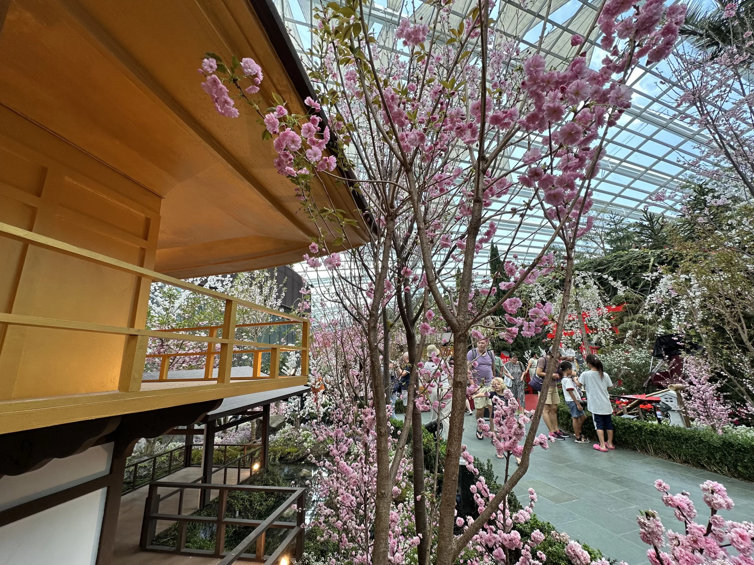 Árboles de Sakura en Singapur