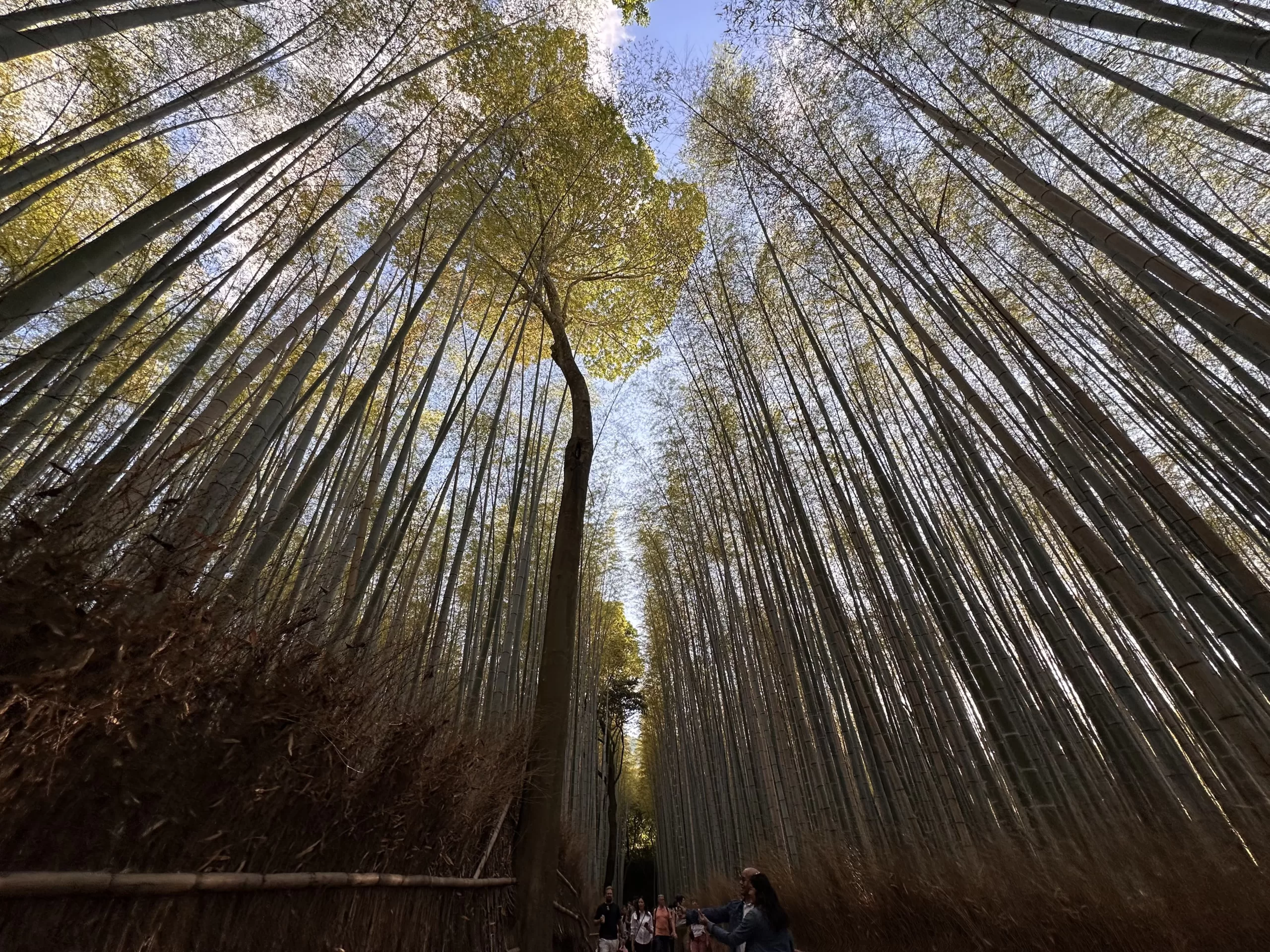 Visitar el Bosque de Bambú de Arashiyama en Kioto
