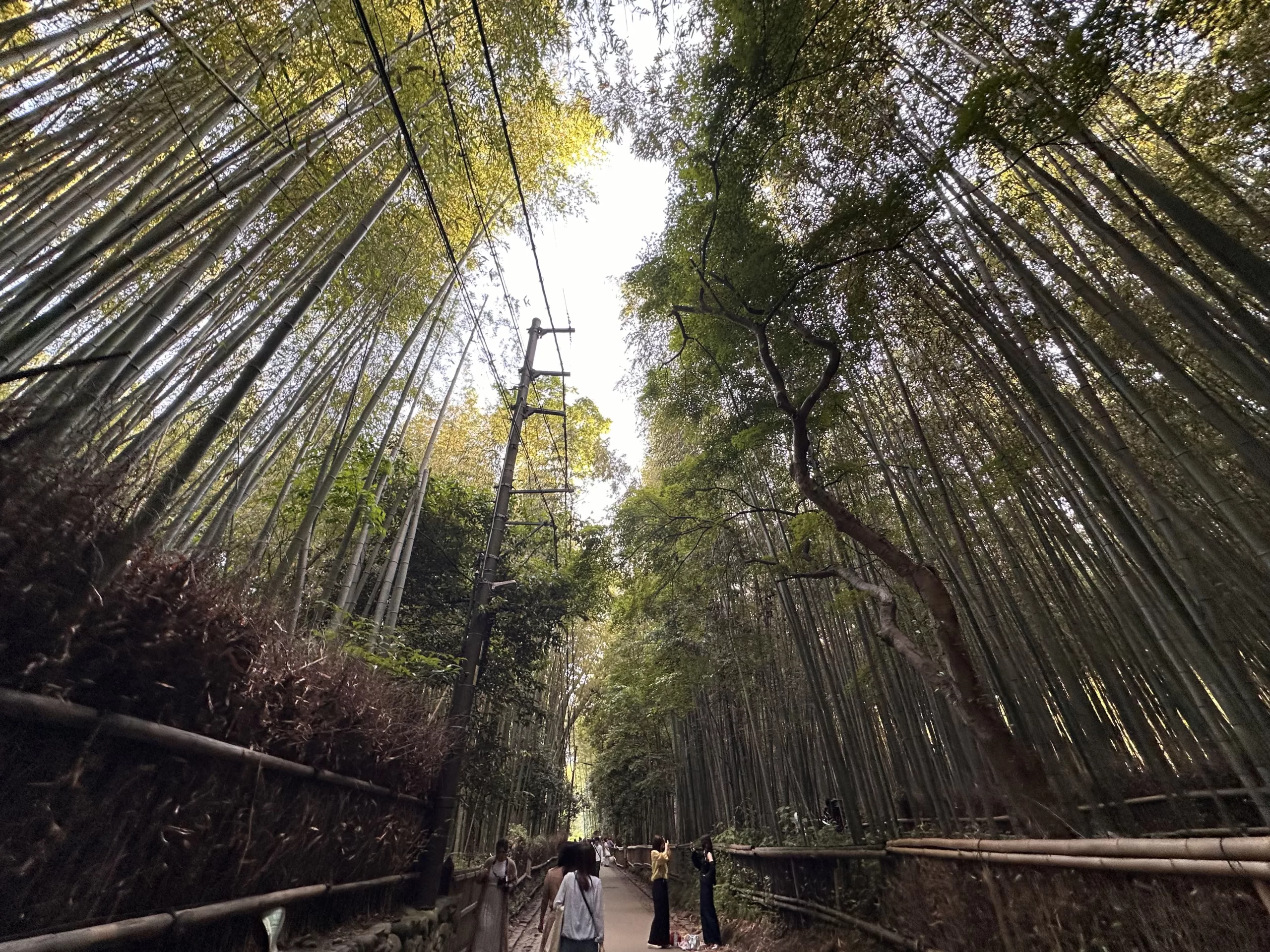 Pasear por el Bosque de Bambú de Arashiyama en Kioto
