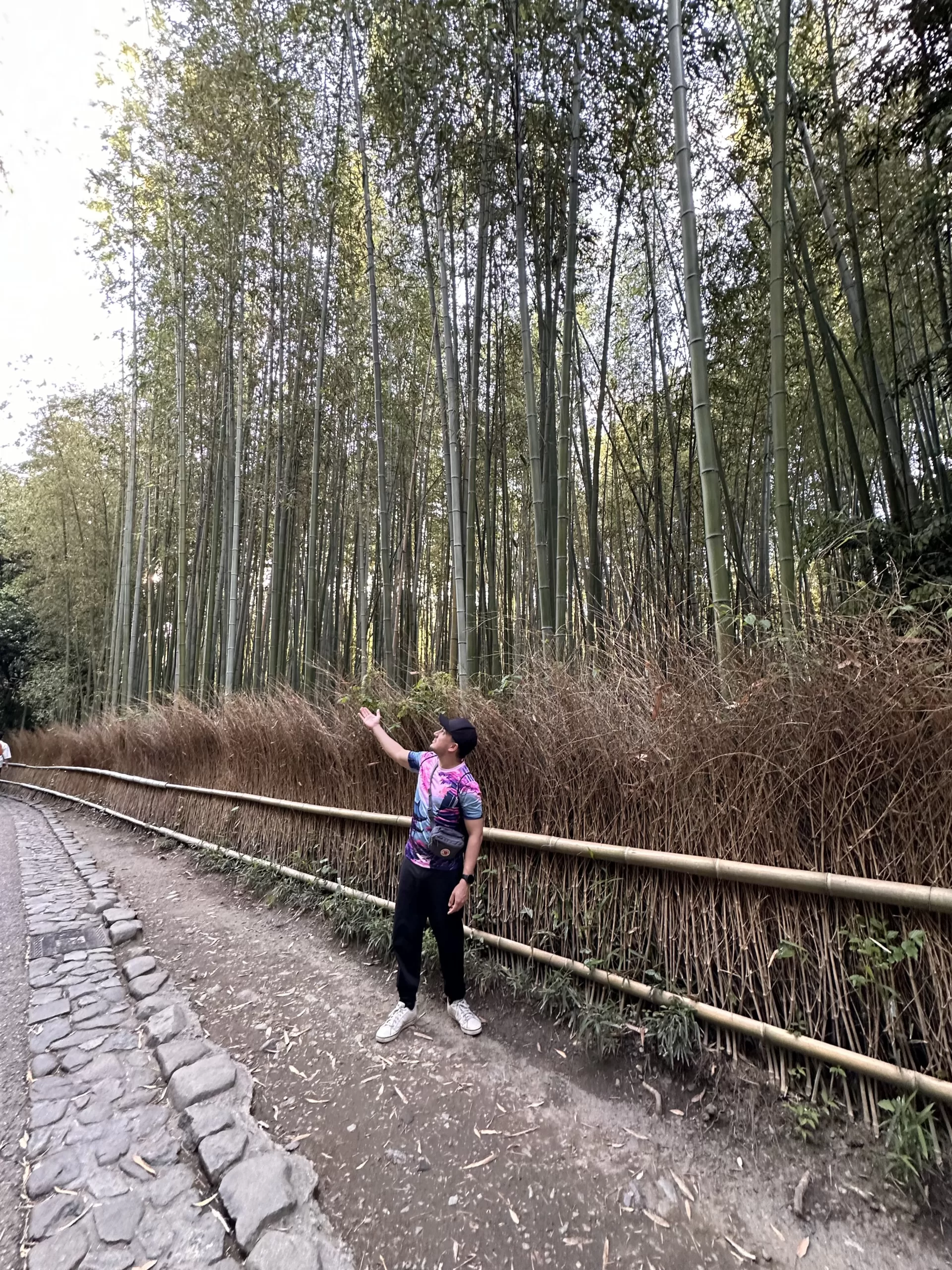 ¿Por Qué Visitar el Bosque de Bambú de Arashiyama en Kioto?