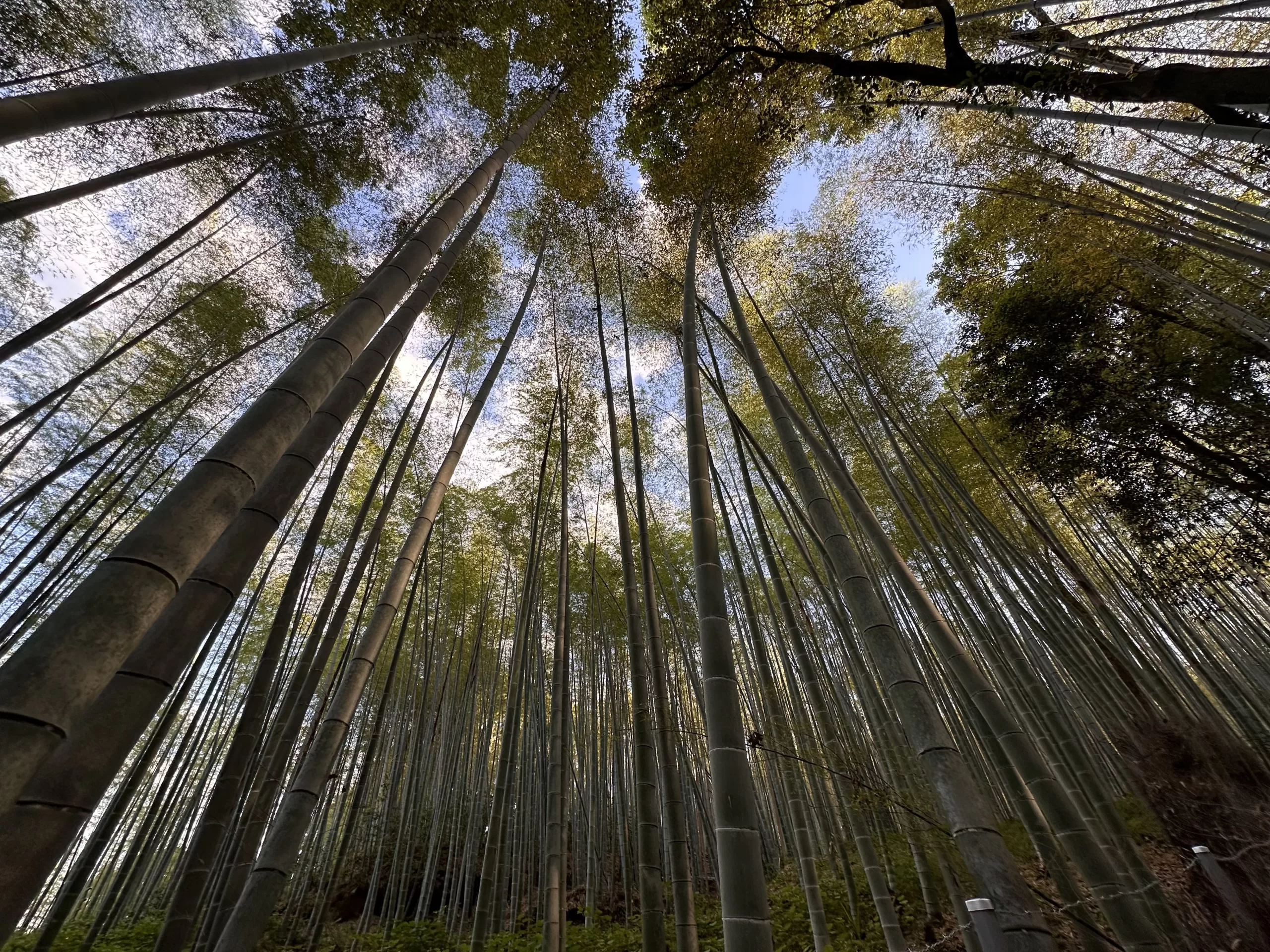 Fotografía en el bosque de Bambú