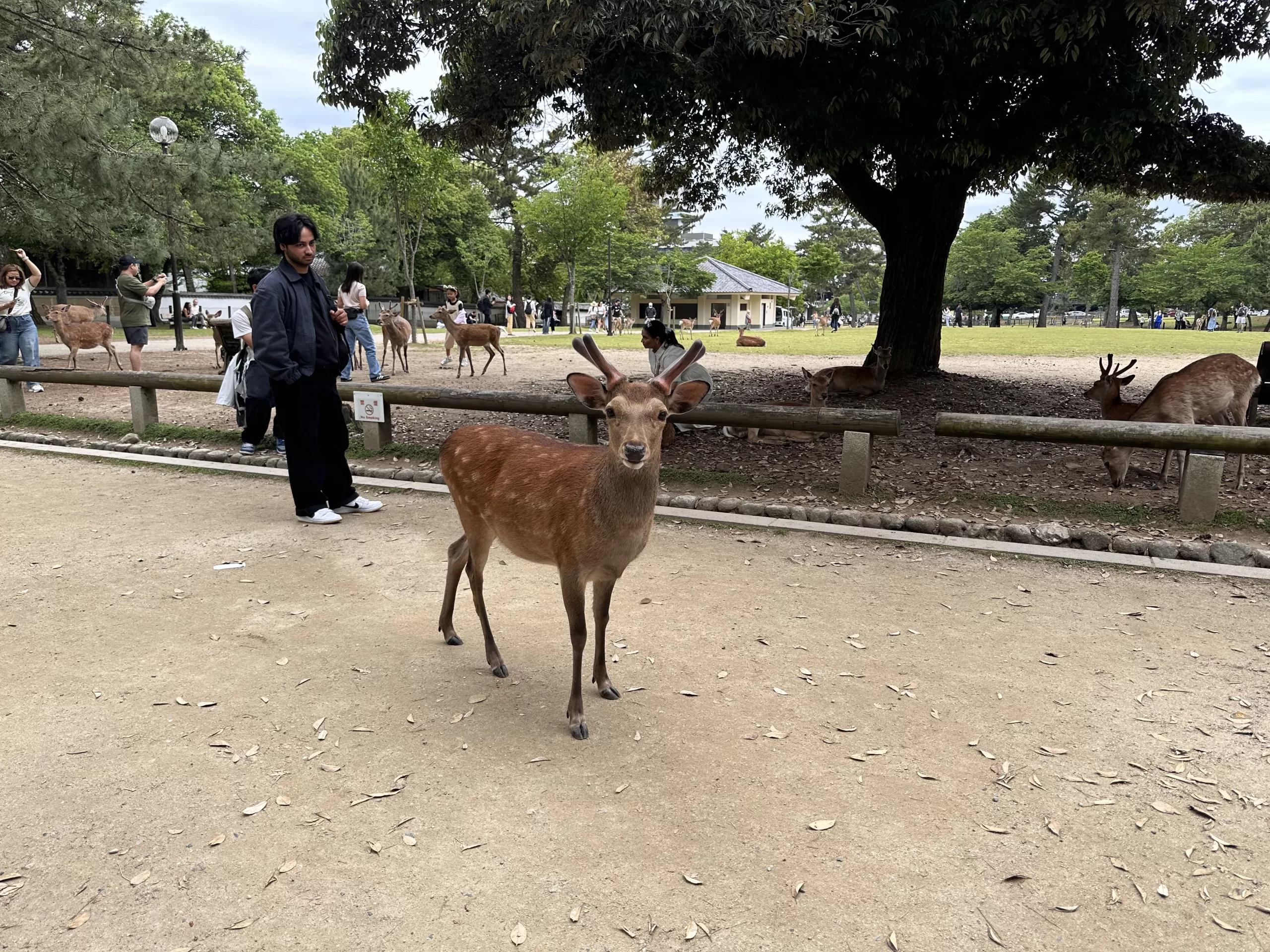 Ciervos de Japón en Nara