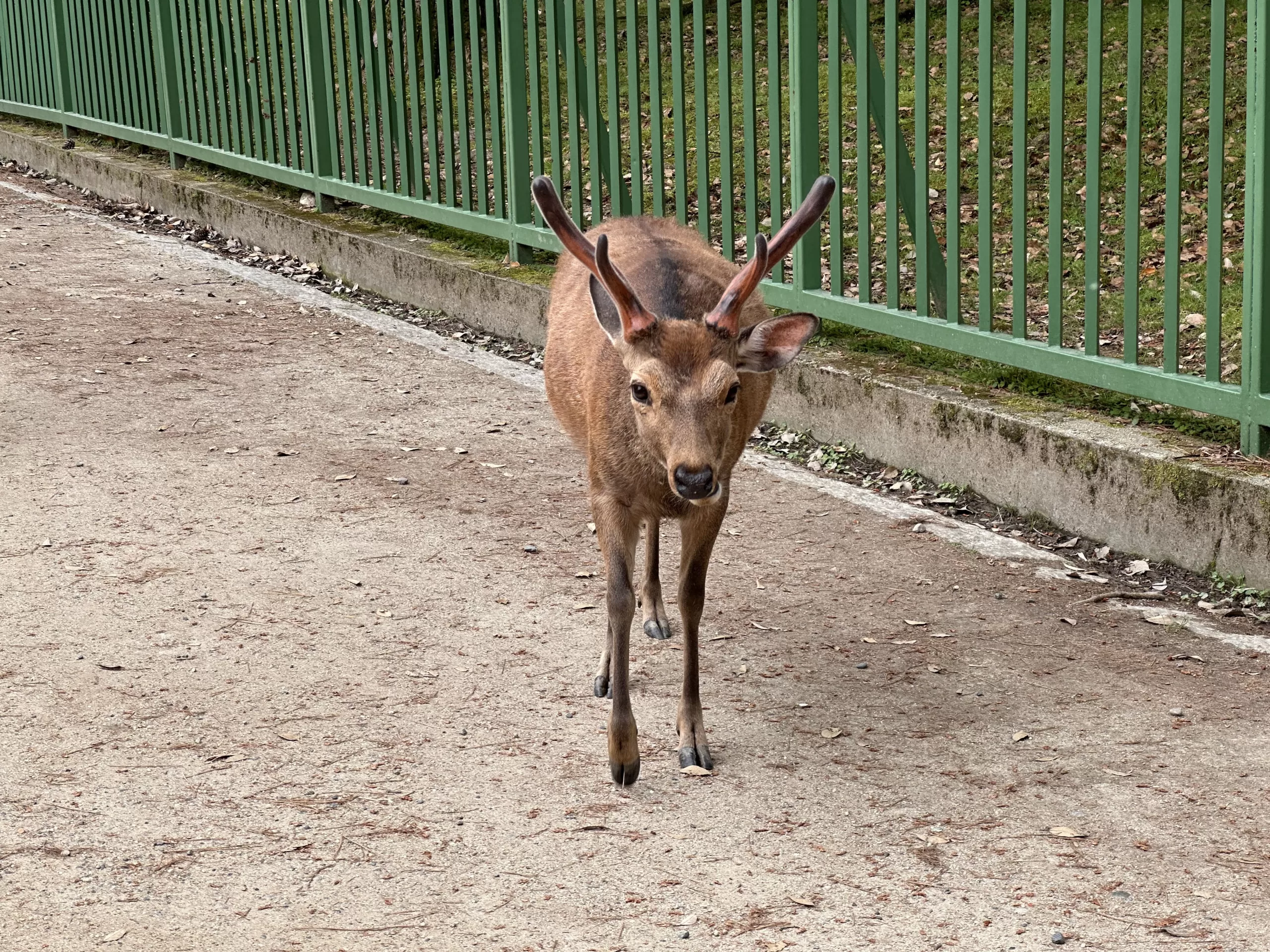 Ciervos Sika en Nara