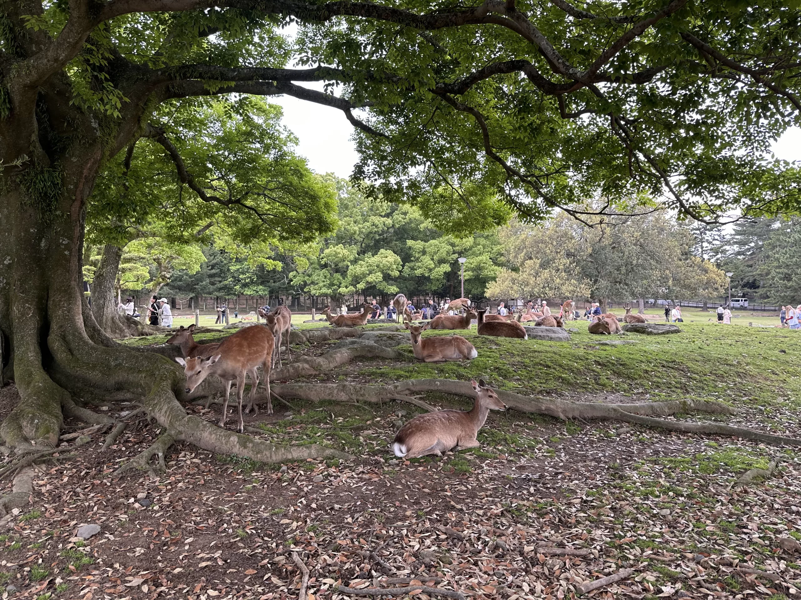Venados en la ciudad de Nara